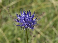 Phyteuma orbiculare 42, Saxifraga-Willem van Kruijsbergen