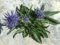 Phyteuma orbiculare 5, Saxifraga-Jan van der Straaten