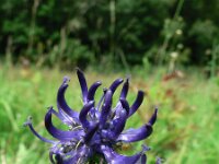 Phyteuma orbiculare 8, Saxifraga-Jan Willem Jongepier