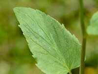 Phyteuma ovatum 11, Saxifraga-Sonja Bouwman  Phyteuma ovatum - Campanulaceae familie