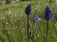 Phyteuma ovatum 2, Saxifraga-Jan van der Straaten