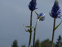 Phyteuma ovatum 4, Saxifraga-Jan van der Straaten