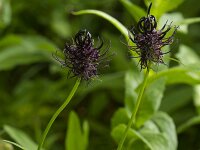 Phyteuma ovatum - Eikopf teufelskralle