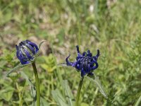 Phyteuma sieberi 2, Saxifraga-Willem van Kruijsbergen