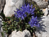 Phyteuma sieberi 4, Saxifraga-Harry Jans