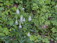 Phyteuma spicatum ssp spicatum 29, Witte rapunzel, Saxifraga-Jan Nijendijk