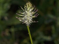 Phyteuma spicatum ssp spicatum 33, Witte rapunzel, Saxifraga-Jan van der Straaten