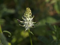 Phyteuma spicatum ssp spicatum 34, Witte rapunzel, Saxifraga-Jan van der Straaten
