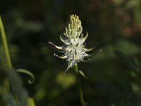 Phyteuma spicatum ssp spicatum 35, Witte rapunzel, Saxifraga-Jan van der Straaten