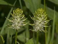 Phyteuma spicatum ssp spicatum 36, Witte rapunzel, Saxifraga-Jan van der Straaten
