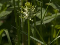 Phyteuma spicatum ssp spicatum 37, Witte rapunzel, Saxifraga-Jan van der Straaten