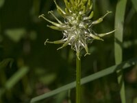 Phyteuma spicatum ssp spicatum 38, Witte rapunzel, Saxifraga-Jan van der Straaten