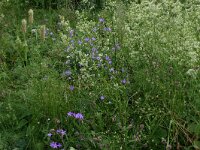 Phyteuma spicatum ssp spicatum 7, Witte rapunzel, Saxifraga-Hans Boll