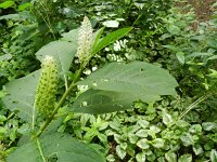 Phytolacca acinosa 2, Saxifraga-Rutger Barendse