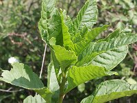 Phytolacca americana 2, Westerse karmozijnbes, Saxifraga-Rutger Barendse