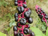 Phytolacca americana 3, Westerse karmozijnbes, Saxifraga-Rutger Barendse
