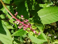 Phytolacca americana 4, Westerse karmozijnbes, Saxifraga-Rutger Barendse