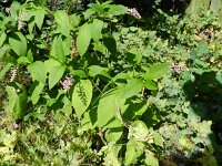Phytolacca americana 5, Westerse karmozijnbes, Saxifraga-Rutger Barendse