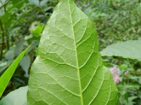 Phytolacca americana 6, Westerse karmozijnbes, Saxifraga-Rutger Barendse