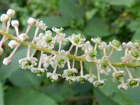 Phytolacca americana 7, Westerse karmozijnbes, Saxifraga-Rutger Barendse