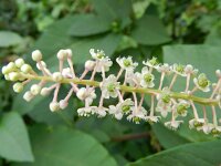Phytolacca americana 8, Westerse karmozijnbes, Saxifraga-Rutger Barendse