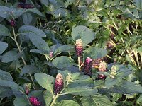 Phytolacca esculenta 11, Oosterse karmozijnbes, Saxifraga-Rutger Barendse