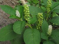 Phytolacca esculenta 2, Oosterse karmozijnbes, Saxifraga-Rutger Barendse