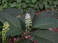 Phytolacca esculenta 4, Oosterse karmozijnbes, Saxifraga-Peter Meininger