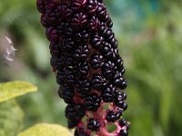 Phytolacca esculenta 5, Oosterse karmozijnbes, Saxifraga-Peter Meininger