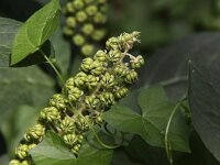 Phytolacca esculenta 6, Oosterse karmozijnbes, Saxifraga-Peter Meininger