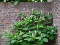 Phytolacca esculenta 8, Oosterse karmozijnbes, Saxifraga-Ed Stikvoort