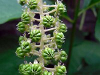 Phytolacca esculenta 9, Oosterse karmozijnbes, Saxifraga-Ed Stikvoort