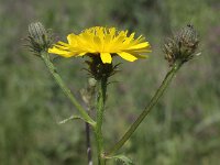 Picris hieracioides 11, Echt Bitterkruid, Saxifraga-Peter Meininger