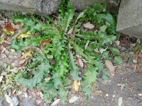 Picris hieracioides 13, Echt bitterkruid, Saxifraga-Rutger Barendse