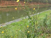 Picris hieracioides 16, Echt bitterkruid, Saxifraga-Rutger Barendse