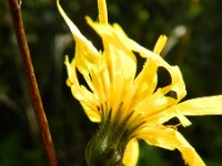 Picris hieracioides 18, Echt bitterkruid, Saxifraga-Rutger Barendse