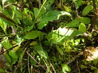 Picris hieracioides 19, Echt bitterkruid, Saxifraga-Rutger Barendse
