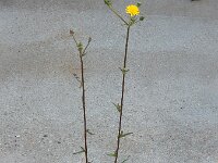 Picris hieracioides 21, Echt bitterkruid, Saxifraga-Ed Stikvoort