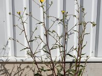 Picris hieracioides 22, Echt bitterkruid, Saxifraga-Ed Stikvoort