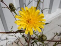 Picris hieracioides 24, Echt bitterkruid, Saxifraga-Ed Stikvoort