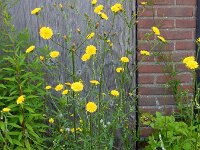 Picris hieracioides 27, Echt bitterkruid, Saxifraga-Ed Stikvoort