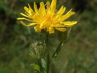 Picris hieracioides ssp grandiflora 2, Saxifraga-Jan van der Straaten