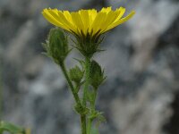 Picris hieracioides ssp grandiflora 3, Saxifraga-Jan van der Straaten
