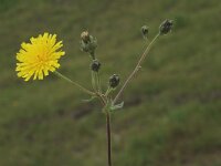 Picris hieracioides ssp hieracioides 4, Saxifraga-Marijke Verhagen