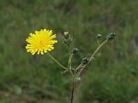 Picris hieracioides ssp hieracioides 5, Saxifraga-Marijke Verhagen