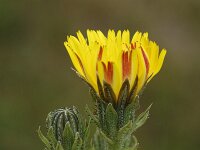Picris hieracioides ssp villarsii 8, Saxifraga-Marijke Verhagen