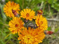Flowers of Orange hawkweed (Pilosella aurantiaca)  Flowers of Orange hawkweed (Pilosella aurantiaca) : flowers, color, plant, nature, natural, flora, floral, summer, summertime, growth, nobody, no people, vascular plant, outside, outdoor, outdoors, wildflower, Pilosella aurantiaca, hawkweed, fox-and-cubs, orange hawk bit, devil's paintbrush, grim-the-collierflower, orange, spring, springtime, orange hawkweed