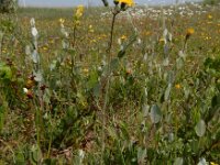 Pilosella caespitosa 6, Weidehavikskruid, Saxifraga-Ed Stikvoort