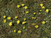 Pilosella officinarum, Mouse-ear Hawkweed