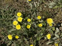Pilosella officinarum 10, Muizenoor, Saxifraga-Jan van der Straaten